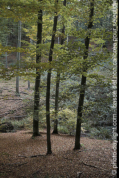 bois en automne